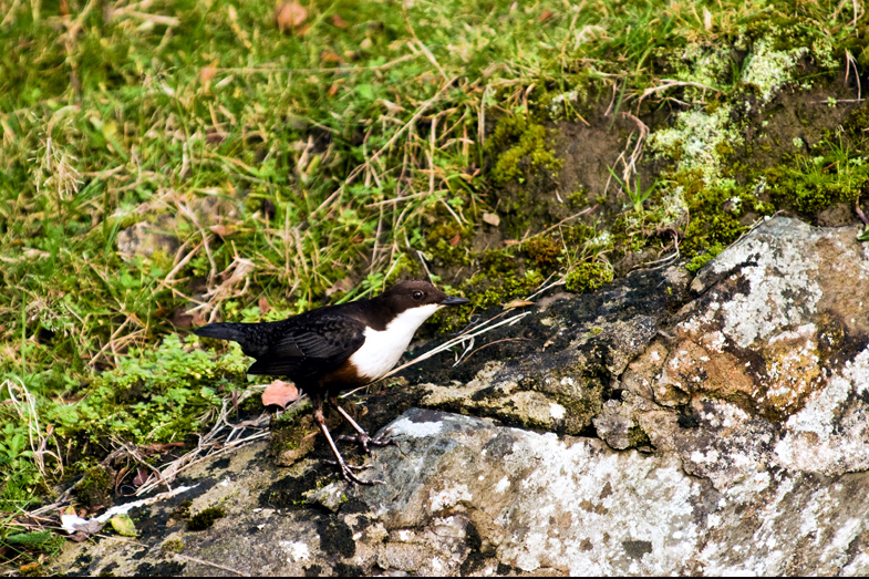 Dippers - 4