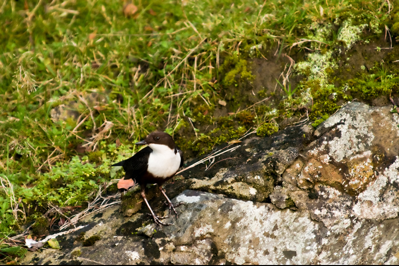 Dippers - 3