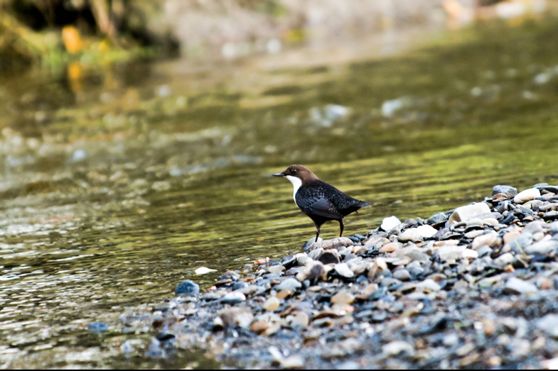 Dippers - 2
