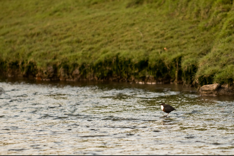 Dippers - 1