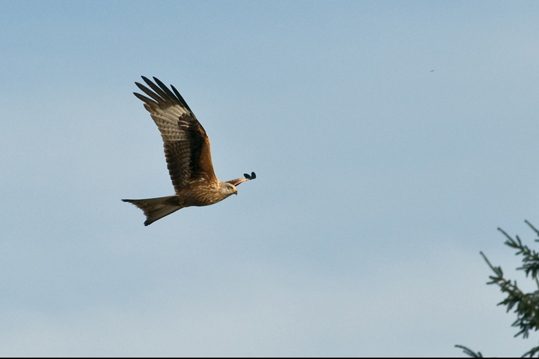 Red Kites - 13