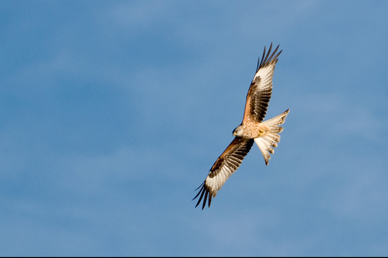 Red Kites - 12
