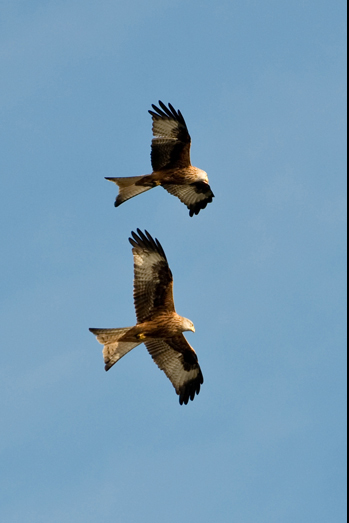 Red Kites - 11