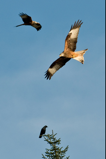 Red Kites - 10