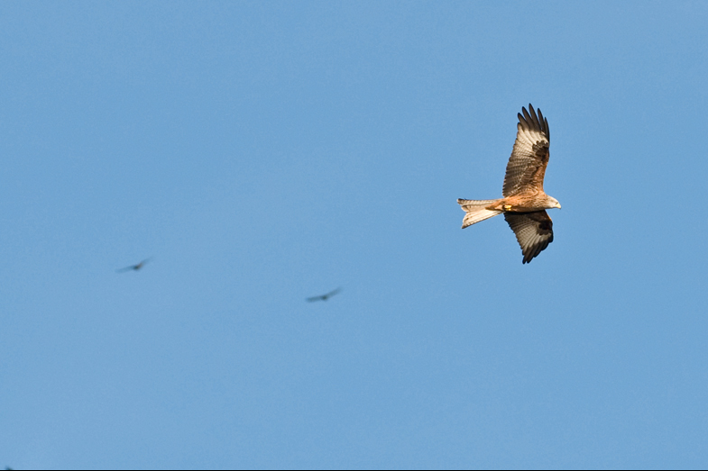 Red Kites - 9