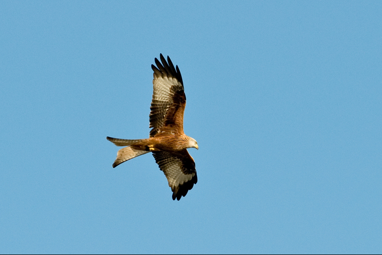 Red Kites - 8