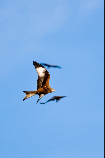 Red Kites - 7
