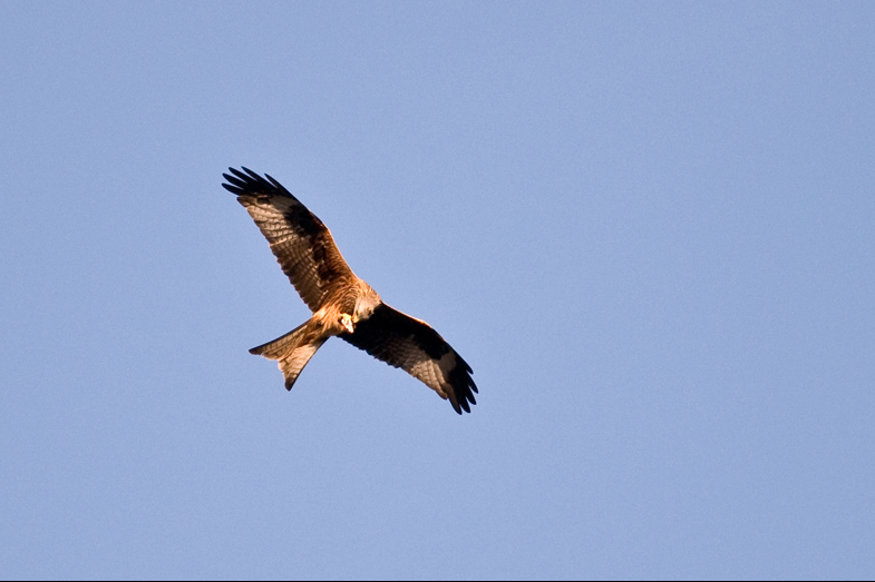 Red Kites - 6
