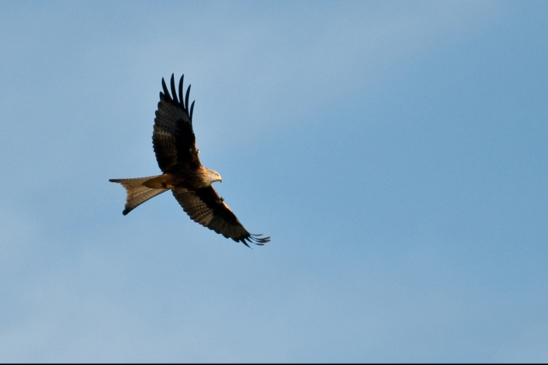 Red Kites - 5