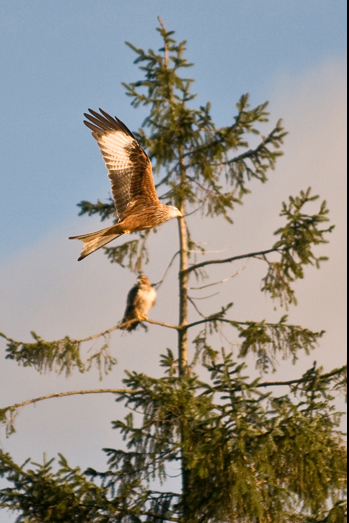Red Kites - 4