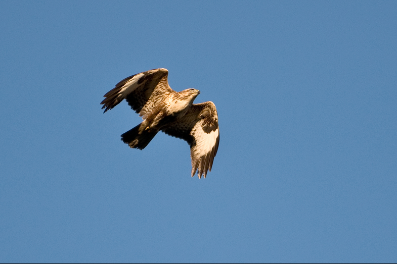 Red Kites - 3