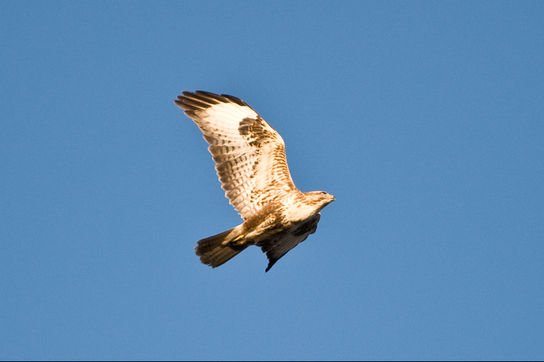 Red Kites - 2