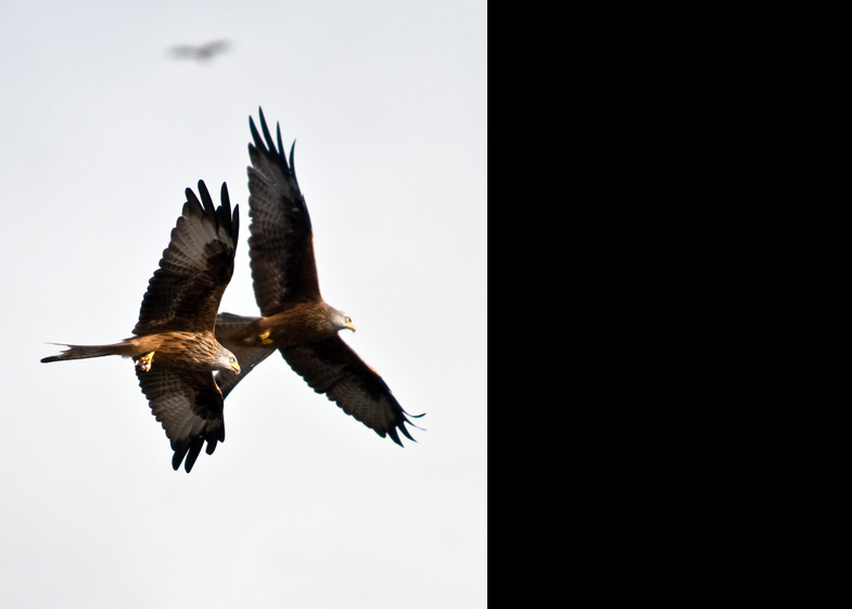 Red Kites - 1