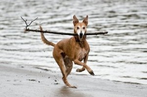 I Has A Stick