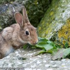 Wild Rabbit