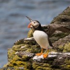 Puffin