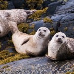 Common Seals