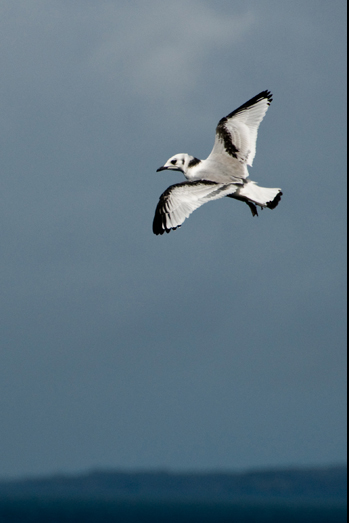 Scotland – Wildlife - 8