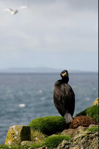 Scotland – Wildlife - 7