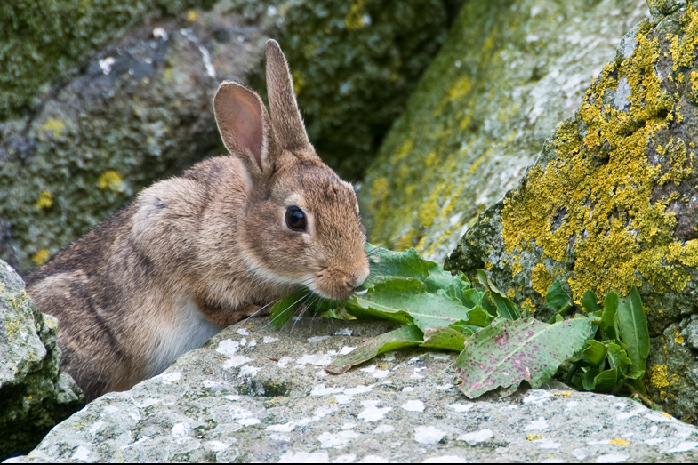 Scotland – Wildlife - 6