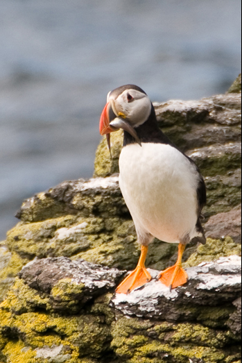 Scotland – Wildlife - 5