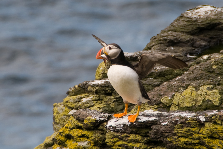 Scotland – Wildlife - 4