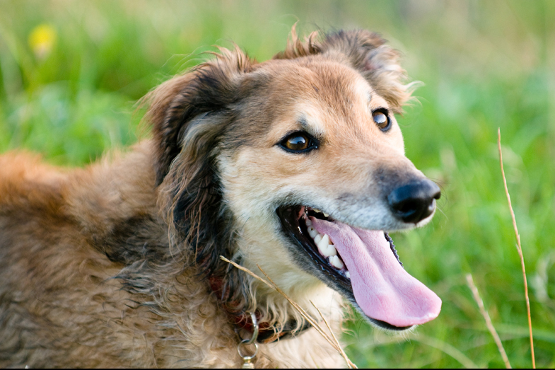 Scotland – Hounds - 13