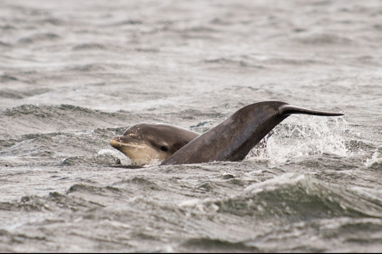 Scotland – Wildlife - 3