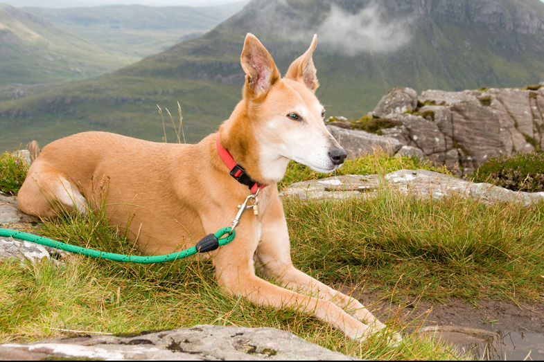 Scotland – Hounds - 12