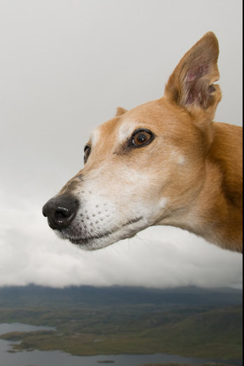 Scotland – Hounds - 11