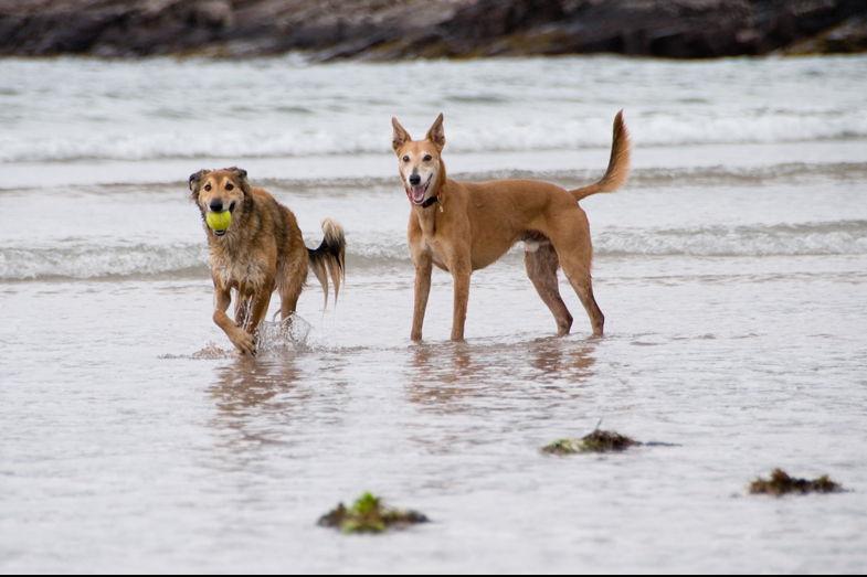 Scotland – Hounds - 10