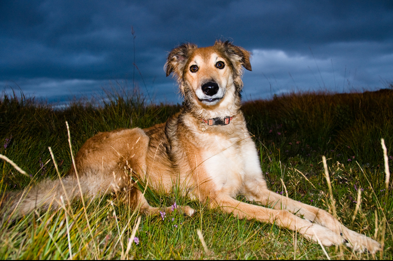 Scotland – Hounds - 9