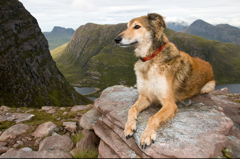 Scotland – Hounds - 8