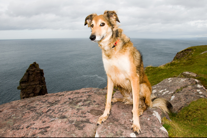 Scotland – Hounds - 7