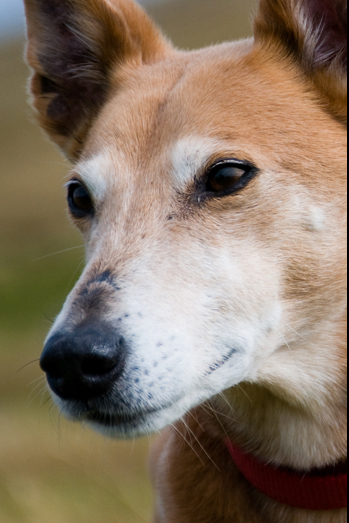 Scotland – Hounds - 6