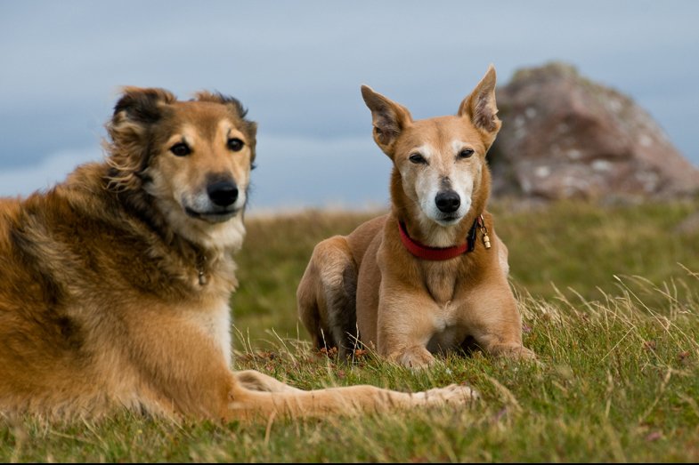 Scotland – Hounds - 5