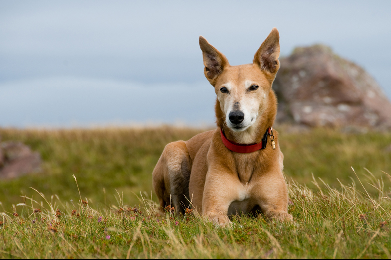 Scotland – Hounds - 4