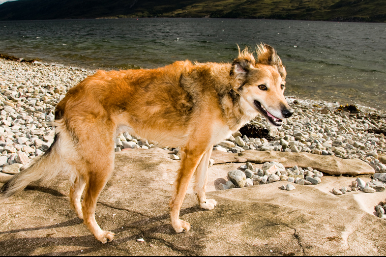Scotland – Hounds - 3