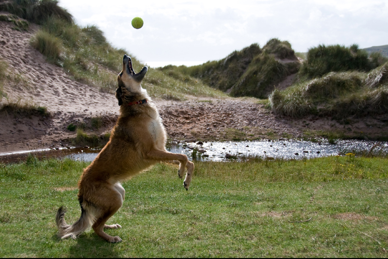 Scotland – Hounds - 2