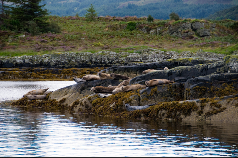 Scotland – Wildlife - 2