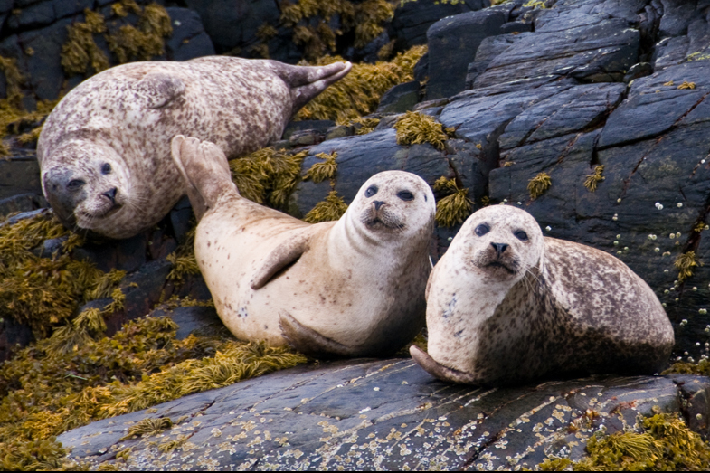 Scotland – Wildlife - 1