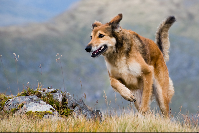 Scotland – Hounds - 1