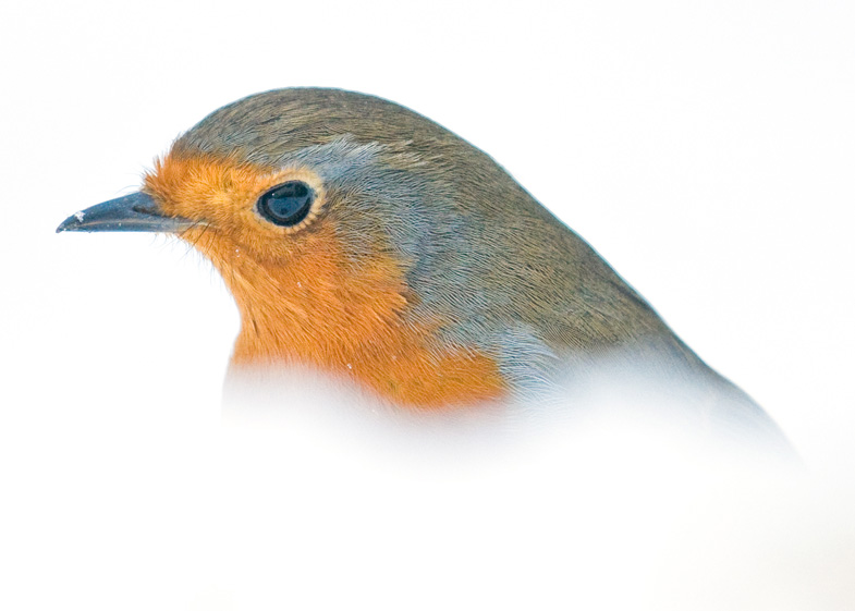 Robins - 7