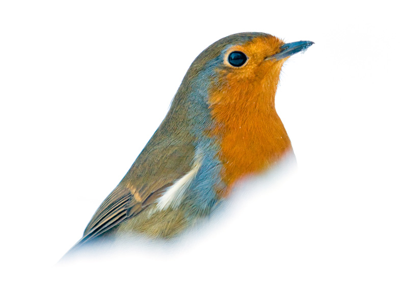 Robins - 6