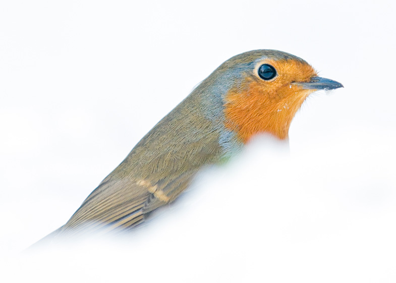Robins - 4