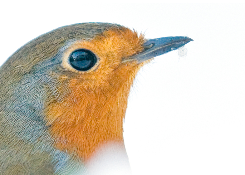 Robins - 3