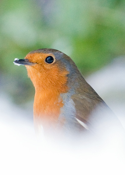 Robins - 2