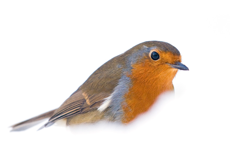Robins - 1