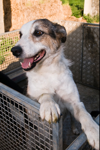 Farm Dogs - 4