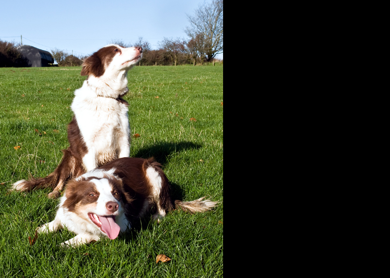Farm Dogs - 3